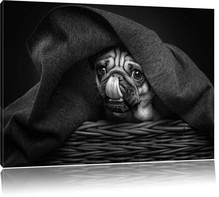 Pixxprint Süsser Mops unter der Decke Kunst B&W, Format: 100x70 auf Leinwand, 100x70