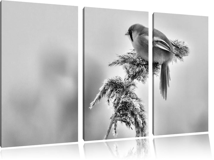 Pixxprint Vogel auf Weizen im Winter als Leinwandbild/Grösse: 3 Teilig (120x80 cm) cm/Wandbild/Kunst