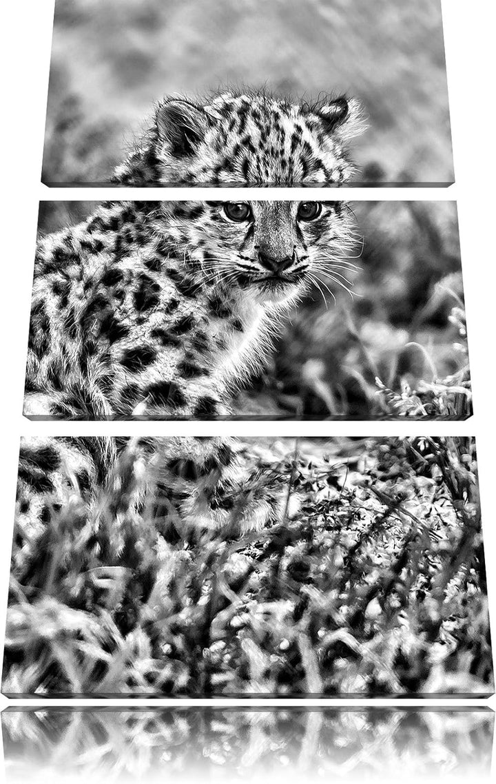 Pixxprint junger Leopard im Gras als Leinwandbild/Grösse: 3 Teilig (120x80) cm/Wandbild/Kunstdruck/f