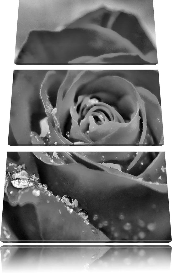 Pixxprint Rose mit Wassertropfen als Leinwandbild/Grösse: 3 Teilig (120x80) cm/Wandbild/Kunstdruck/f