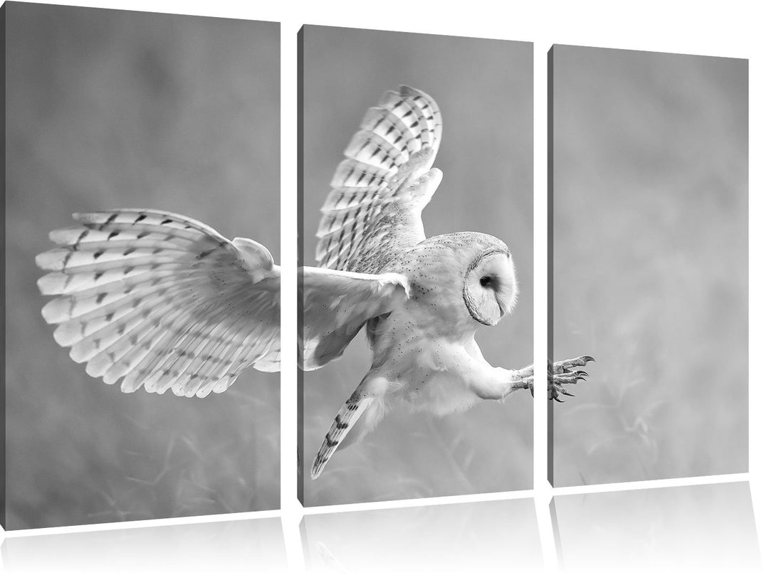 Pixxprint Fliegende Eule bei der Jagd als Leinwandbild/Grösse: 3 Teilig (120x80 cm) cm/Wandbild/Kuns