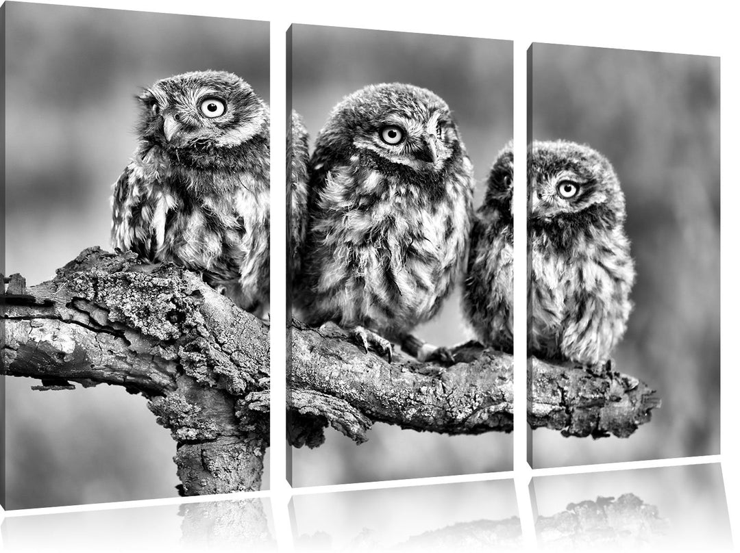 Pixxprint DREI Eulen auf AST als Leinwandbild/Grösse: 3 Teilig (120x80) cm/Wandbild/Kunstdruck/ferti