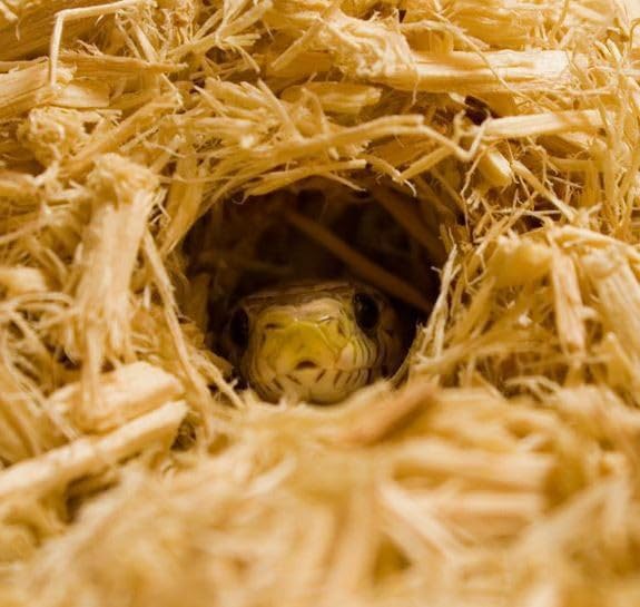 Happy Pet Aspen Kleintierstreu, geruchlos, natürliche Holzspäne, weiche und saugfähige Einstreu für