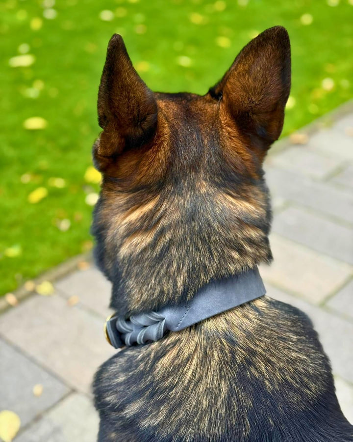 Hundehalsband Abby - Geflochtenes Fettleder Silbergrau L (45-52,5cm Halsumfang, 2,7cm breit), L (45-