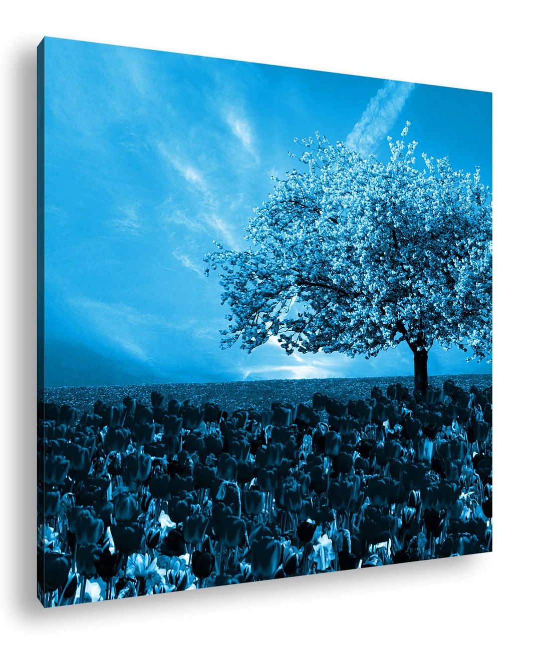deyoli Kirschbaum im Tulpen Feld Format: 60x60 Effekt: Monocrome Blau als Leinwandbild, Motiv fertig