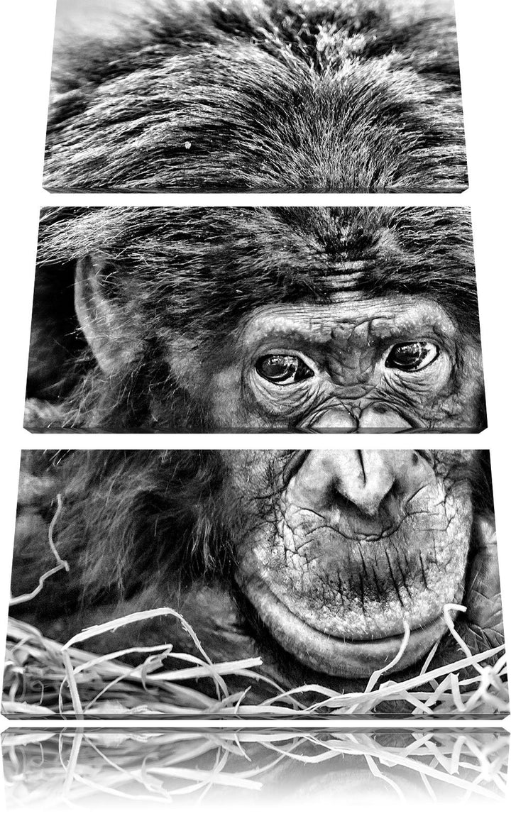 Pixxprint Kleiner Schimpanse im Heu als Leinwandbild/Grösse: 3 Teilig (120x80) cm/Wandbild/Kunstdruc