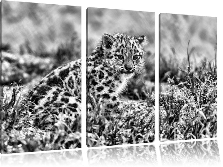 Pixxprint junger Leopard im Gras als Leinwandbild/Grösse: 3 Teilig (120x80) cm/Wandbild/Kunstdruck/f