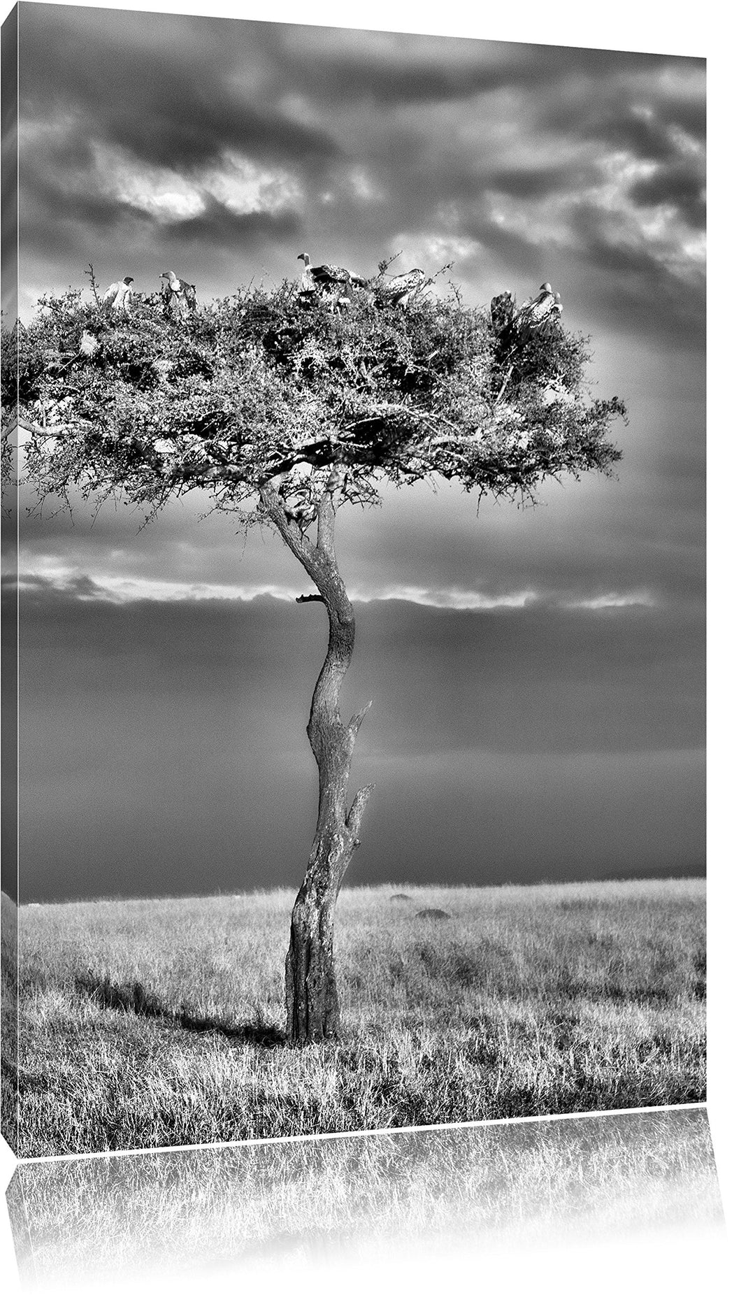Pixxprint Monocrome, beeindruckender Geierschwarm in der Savanne, Format: 100x70 auf Leinwand, XXL r