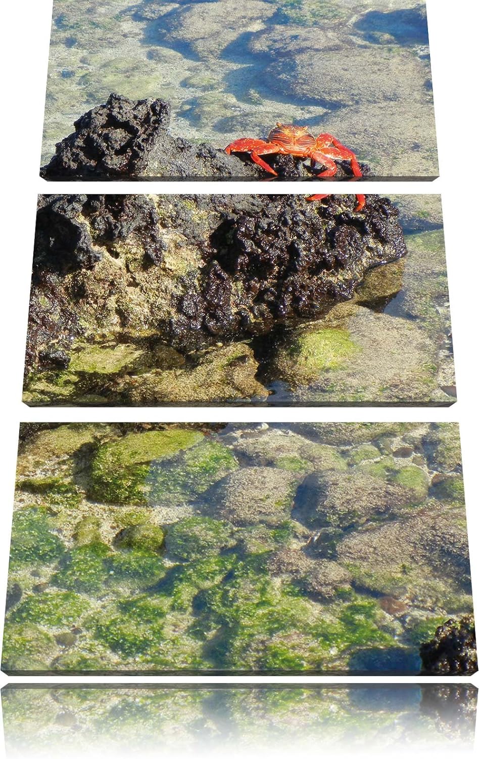 Pixxprint rote Krabbe auf Stein als Leinwandbild/Grösse: 3 Teilig (120x80) cm/Wandbild/Kunstdruck/fe