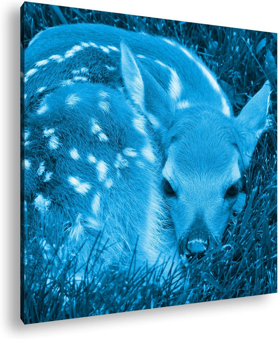 deyoli goldiges Rehkitz im hohen Gras Format: 70x70 Effekt: Monocrome Blau als Leinwandbild, Motiv f