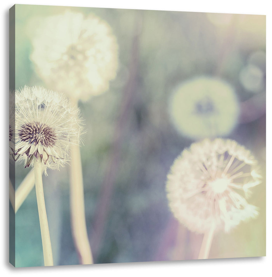Romantische Pusteblumen, Format: 70x70 auf Leinwand, XXL riesige Bilder fertig gerahmt mit Keilrahme