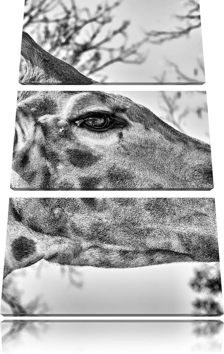 Pixxprint anmutige Giraffe isst als Leinwandbild/Grösse: 3 Teilig (120x80) cm/Wandbild/Kunstdruck/fe