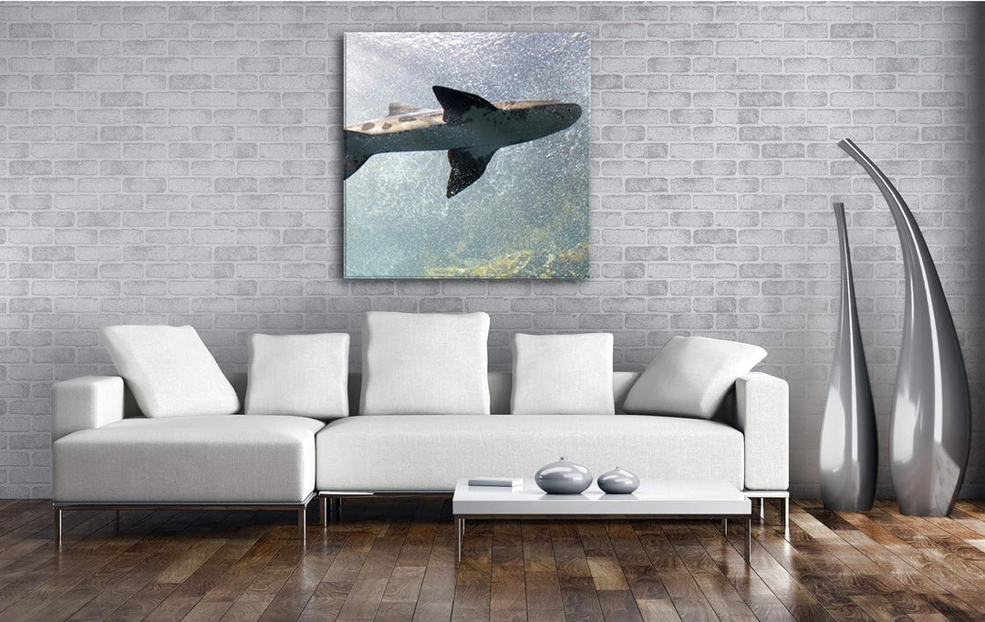 deyoli grosser Hai im Aquarium im Format: 60x60 als Leinwandbild, Motiv fertig gerahmt auf Echtholzr