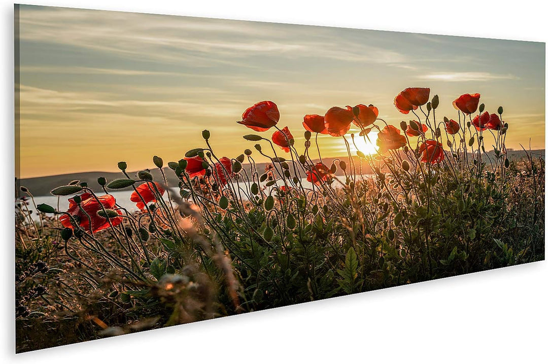 islandburner Bild auf Leinwand Roter Mohn Sonnenuntergang Mönchgut Ostseeinsel Rügen Bilder Wandbild