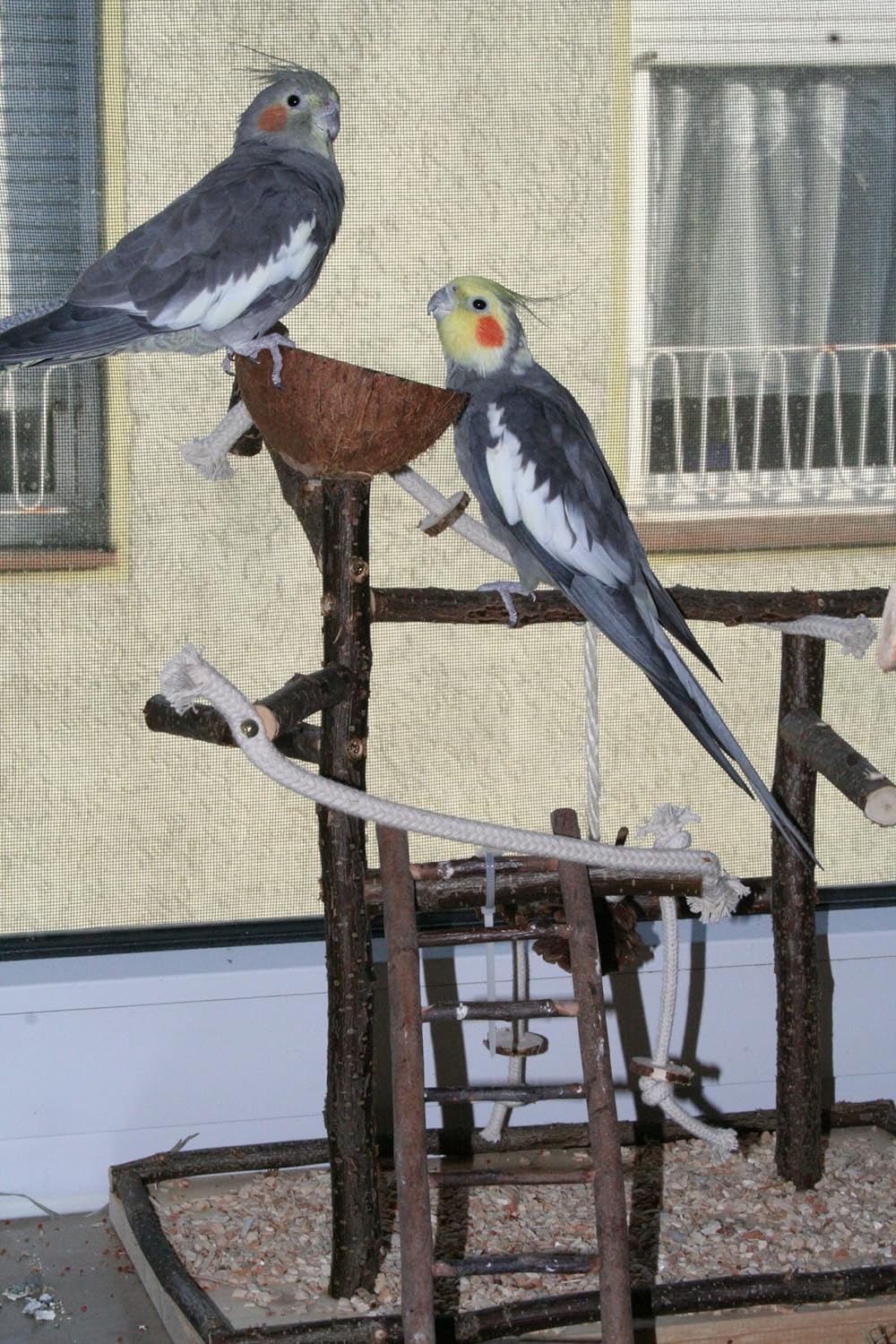 Vogelgaleria Luxus Vogelspielplatz aus Natur Holz mit Abnehmbarer Futterschale | Ideales Spielzeug b