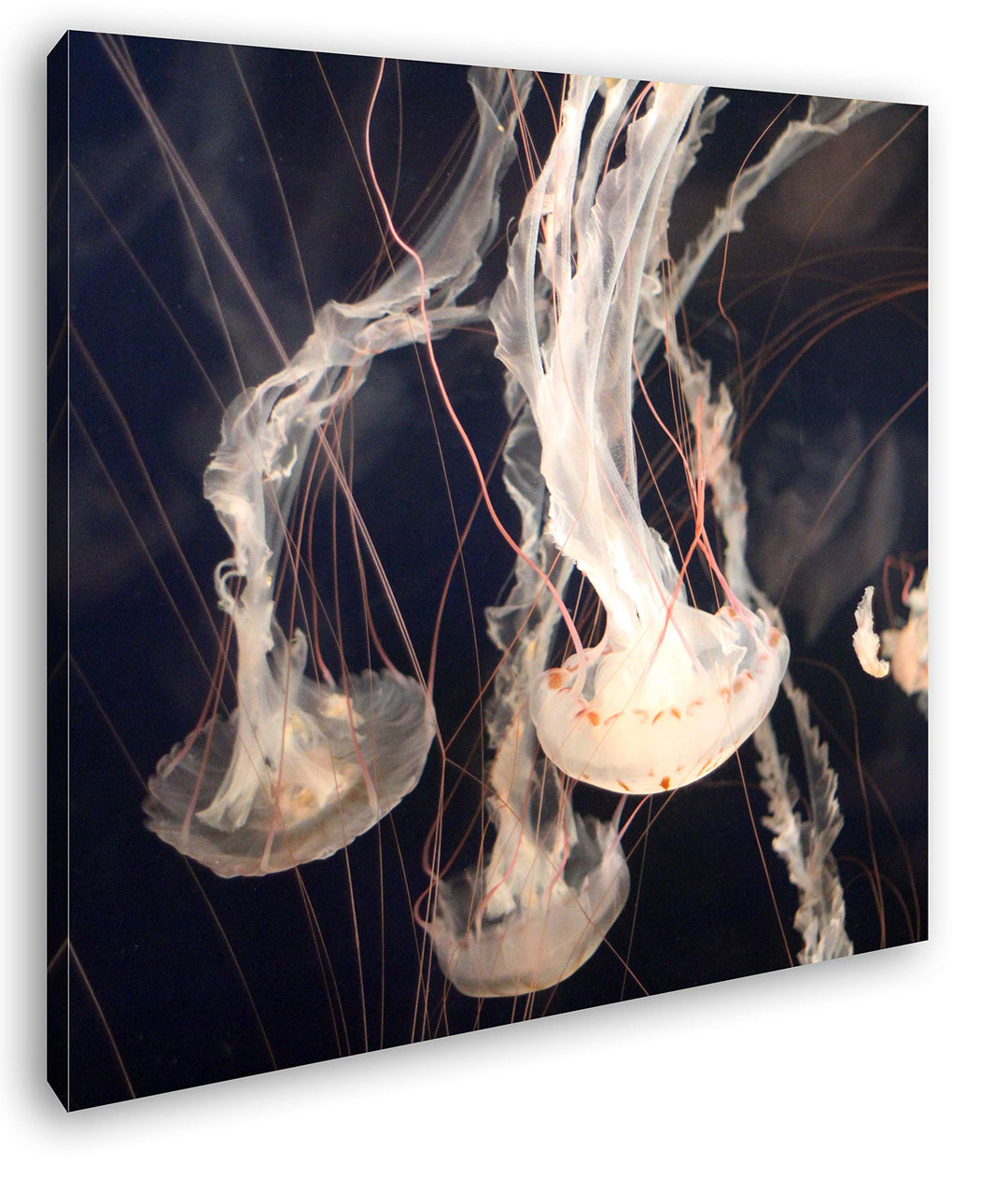 deyoli elegant-schwimmende Quallen Format: 70x70 als Leinwand, Motiv fertig gerahmt auf Echtholzrahm