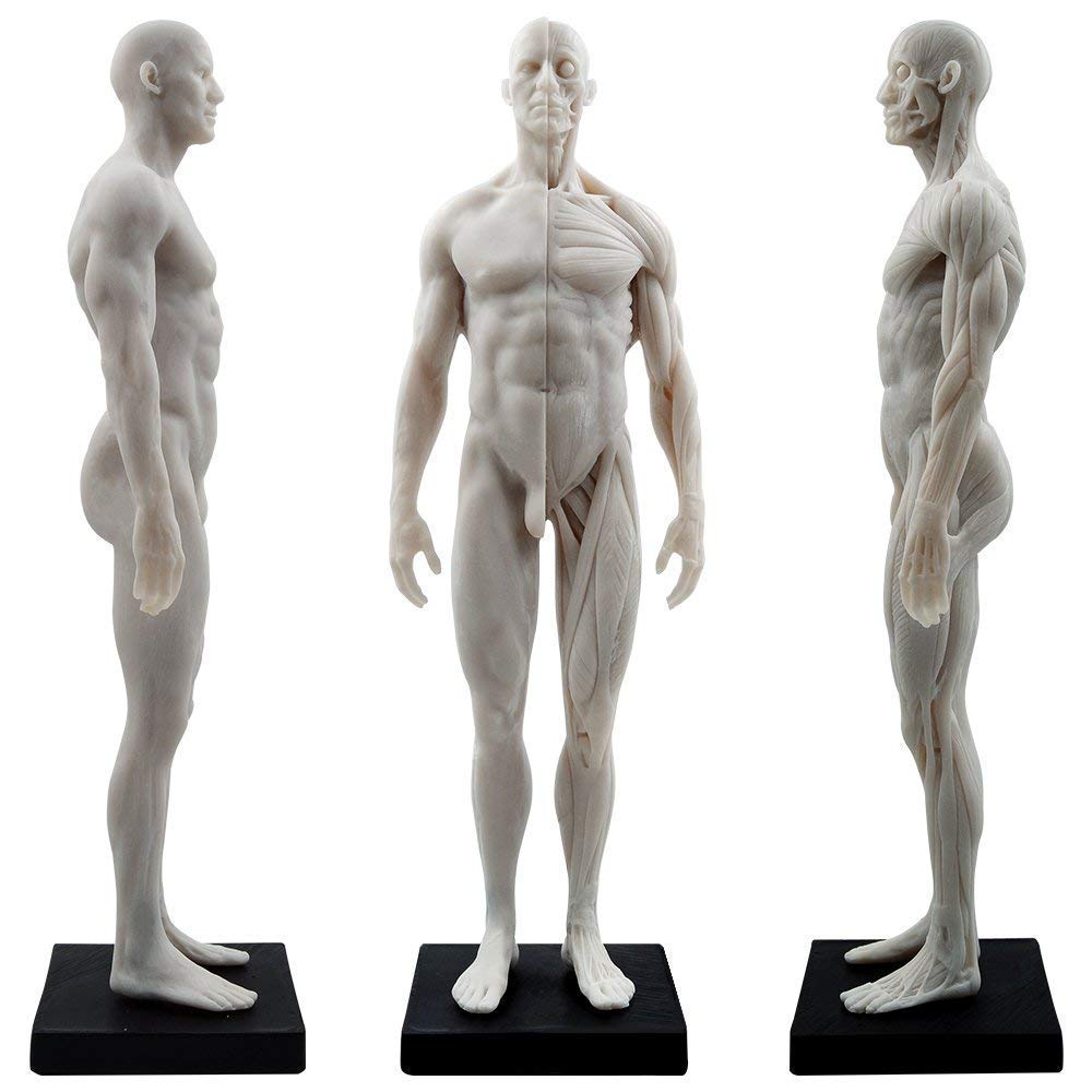 Aprodite Anatomie-Figur für Künstler, 30 cm, Weiss