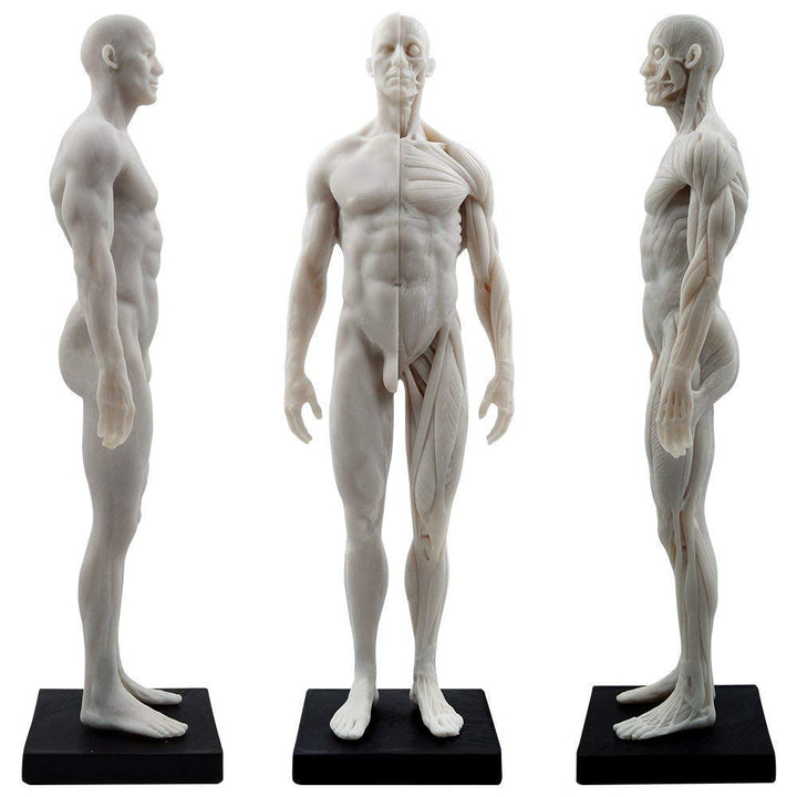 Aprodite Anatomie-Figur für Künstler, 30 cm, Weiss