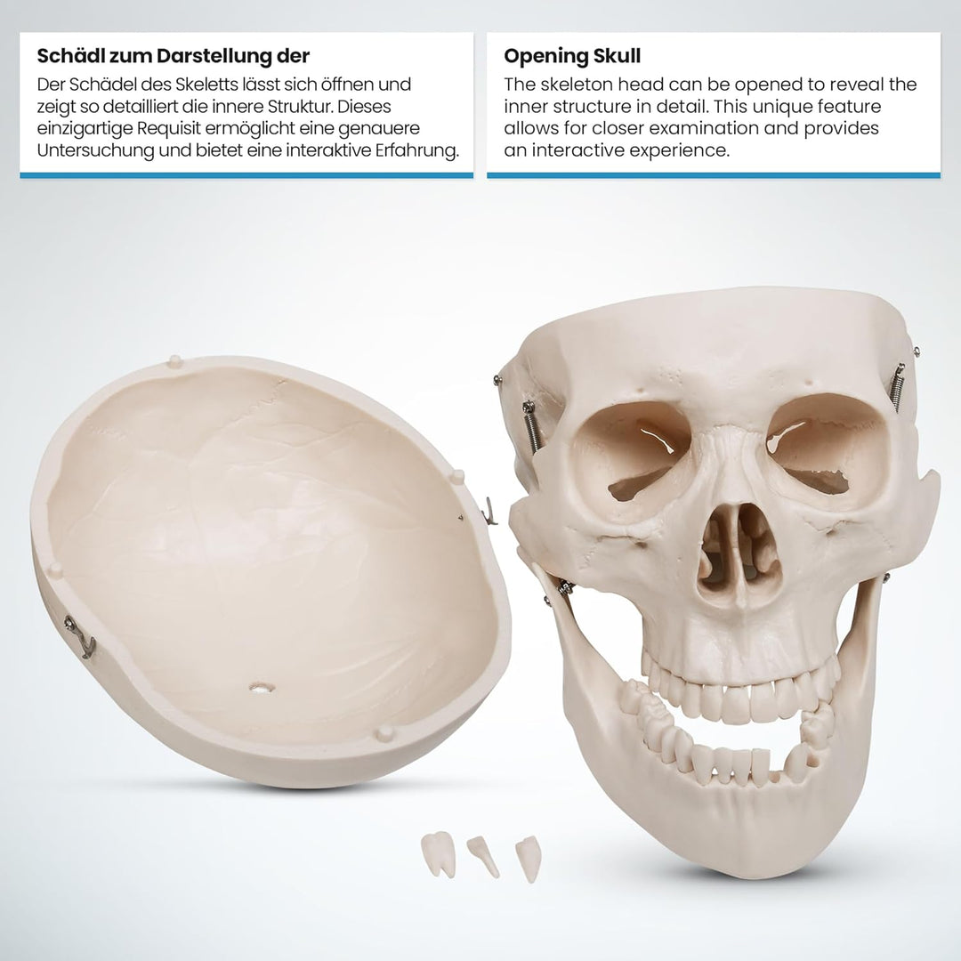 Jago® Menschliches Anatomie Skelett 181.5 cm - inkl. Schutzabdeckung, mit Ständer, Standfuss und Leh