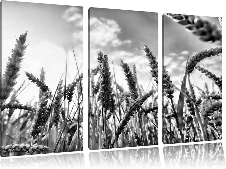 Pixxprint Monocrome, Getreide im Sonnenschein 3-Teiler Leinwandbild 120x80 Bild auf Leinwand, riesig