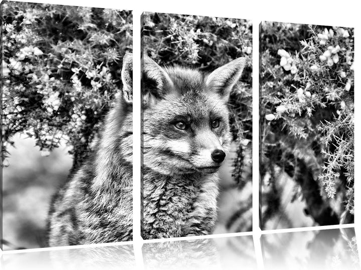 Pixxprint aufschauender Fuchs als Leinwandbild/Grösse: 3 Teilig (120x80) cm/Wandbild/Kunstdruck/fert