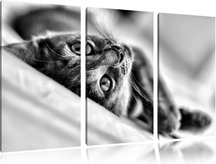 Pixxprint Monocrome, Niedliche Katze liegt im Bett 3-Teiler Leinwandbild 120x80 Bild auf Leinwand