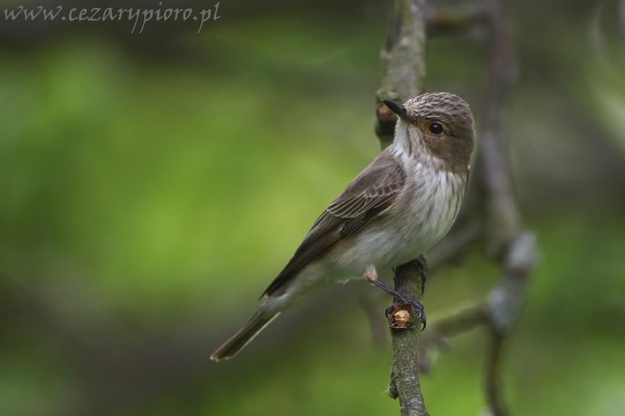 Nistkasten P Typ Amsel MKW - Stabiler nisthaus für Wildvögel und Gartenvögel - Nisthaus aus massivem