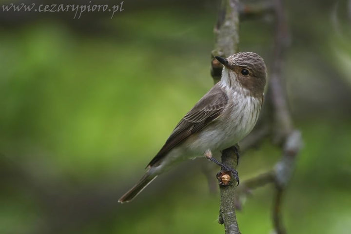Nistkasten P Typ Amsel MKW - Stabiler nisthaus für Wildvögel und Gartenvögel - Nisthaus aus massivem
