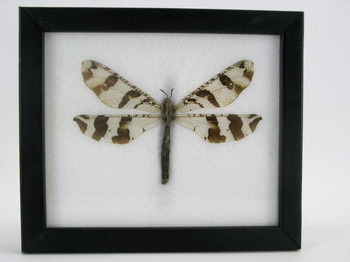 Echte exotische riesige Käfer, Insekten und Krabbler im Schaukasten - Insekten - Taxidermie (Aintlio