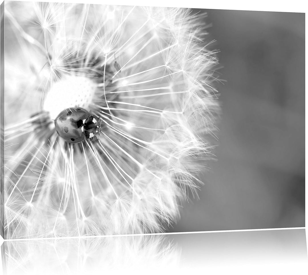 Pixxprint Marienkäfer auf einem Löwenzahn als Leinwandbild/Grösse: 100x70 cm/Wandbild/Kunstdruck/fer