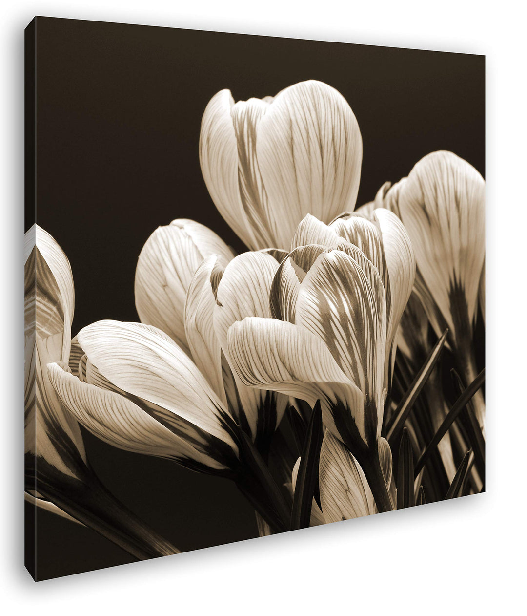 deyoli Krokusse im Frühling Format: 60x60 Effekt: Sepia als Leinwandbild, Motiv fertig gerahmt auf E