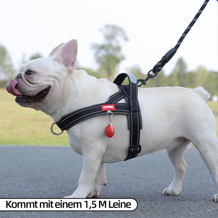 Hundegeschirr mit Leine für Mittelgrosse Kleine Hunde Welpen, Bunt Farbblock Geschirr, Mesh Gepolste