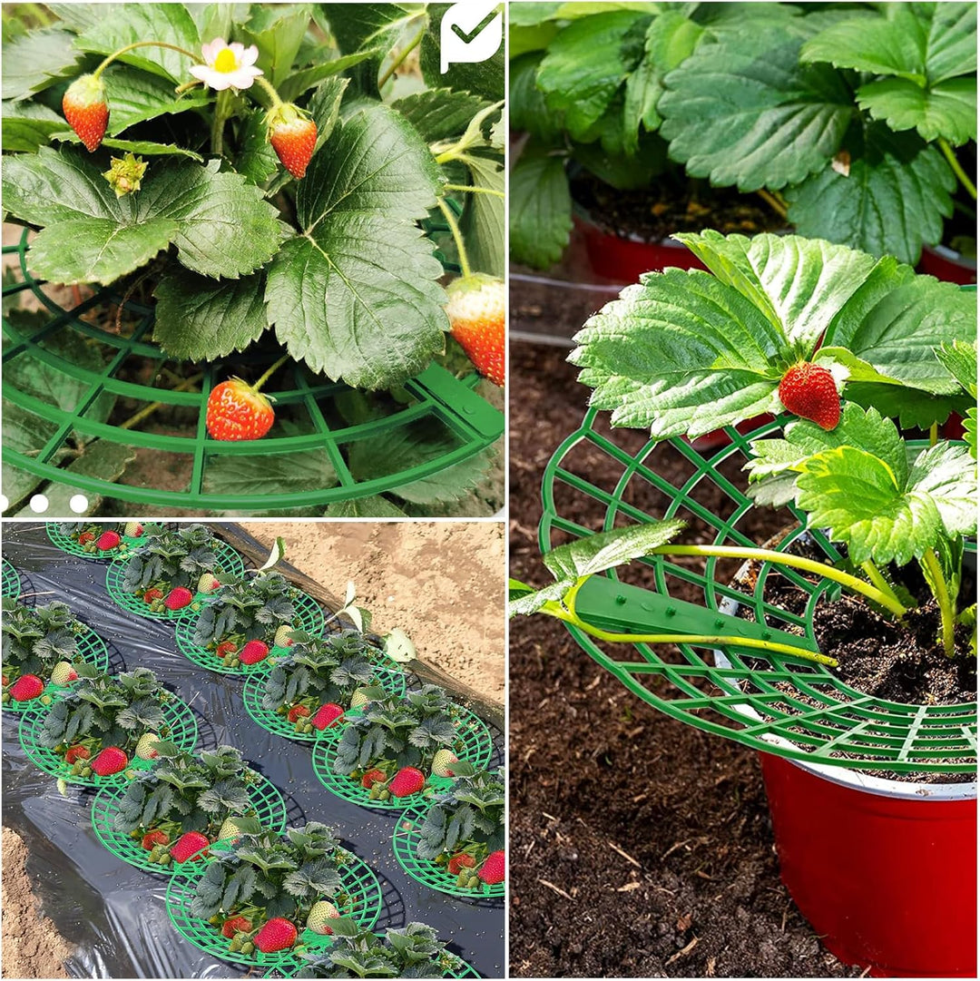 Aimeke 15 Stück Erdbeerreifer & Fruchtreifer erdbeeren, Erdbeerstützen Ständer, Erdbeerregal, Abnehm