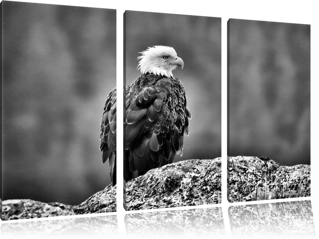 Pixxprint wachsamer Adler auf Fels als Leinwandbild/Grösse: 3 Teilig (120x80) / Wandbild/Kunstdruck/