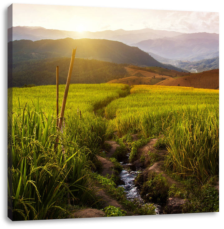 Reisfeld Plantage in Asien, Format: 70x70 auf Leinwand, XXL riesige Bilder fertig gerahmt mit Keilra