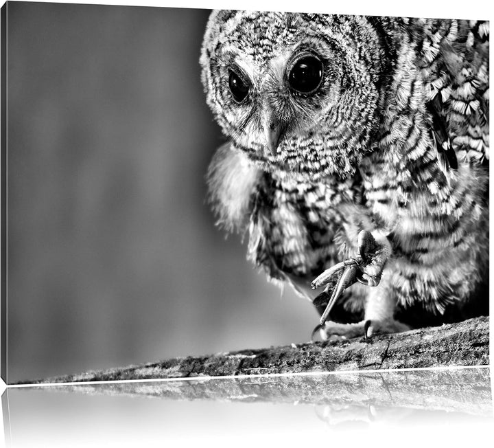 Monocrome, Eule, Format: 100x70 auf Leinwand, XXL riesige Bilder fertig gerahmt mit Keilrahmen, Kuns
