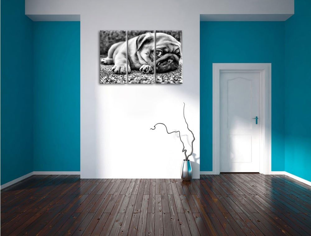 Pixxprint Süsser Mops auf Teppich als Leinwandbild/Grösse: 3 Teilig (120x80 cm) cm/Wandbild/Kunstdru
