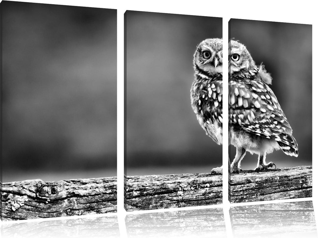 Pixxprint Kleine Eule auf Baum als Leinwandbild/Grösse: 3 Teilig (120x80) cm/Wandbild/Kunstdruck/fer