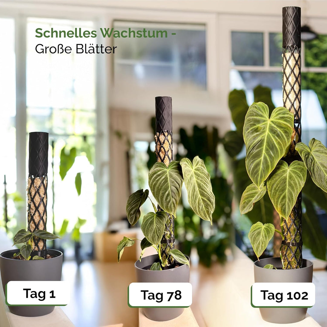 PlantMe Moosstab Midi 70cm Komplettset (Grün-Grau, 70cm)