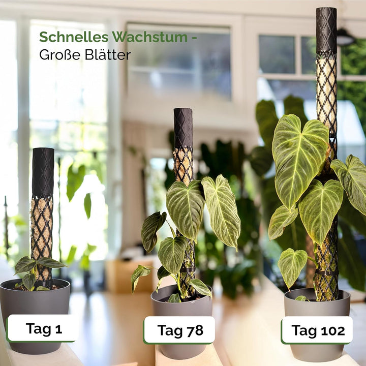 PlantMe Moosstab Midi 70cm Komplettset (Grün-Grau, 70cm)