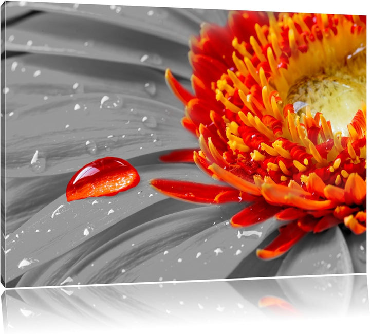 Wassertropfen auf Gerbera schwarz/weiss Format: 100x70 auf Leinwand, XXL riesige Bilder fertig gerah