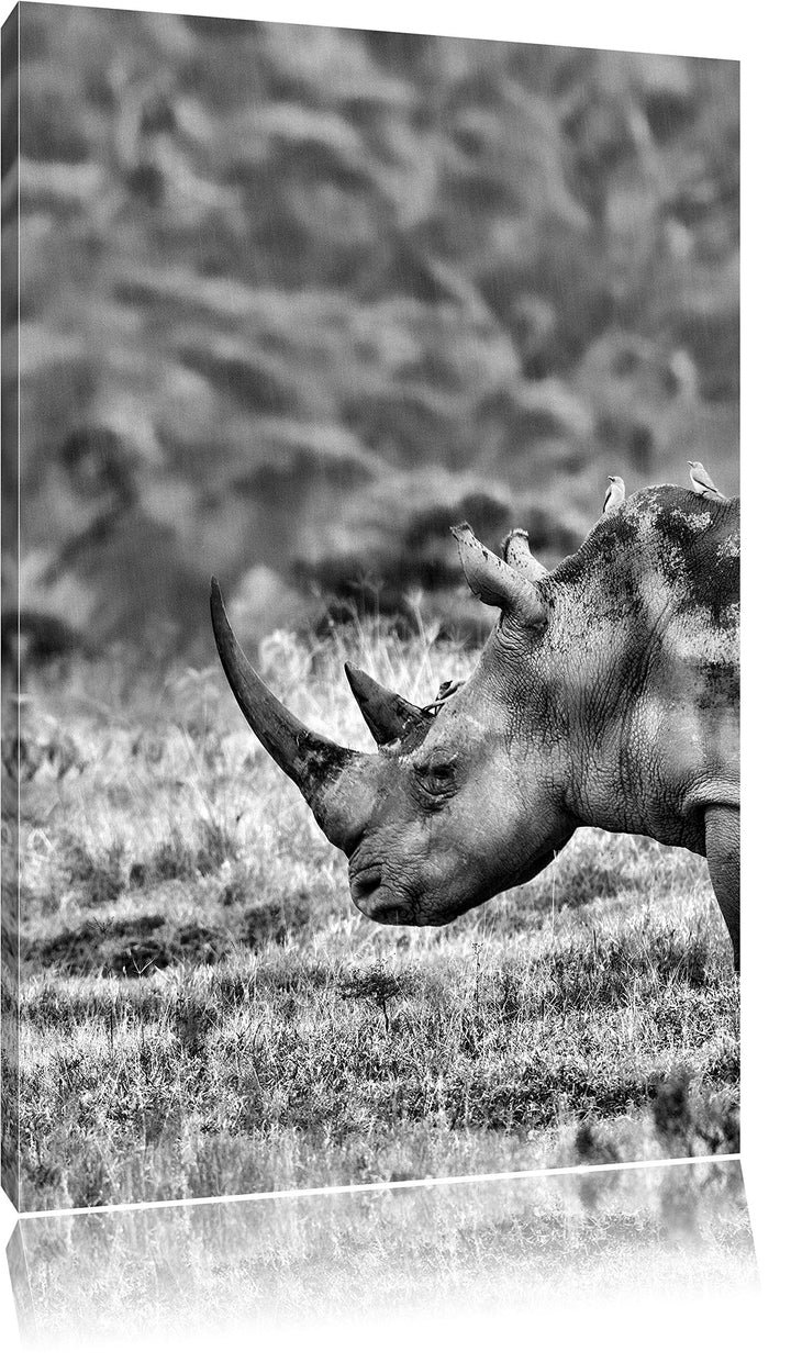Pixxprint grosses Nashorn in der Savanne / 100x70cm Leinwandbild bespannt auf Holzrahmen/Wandbild Ku