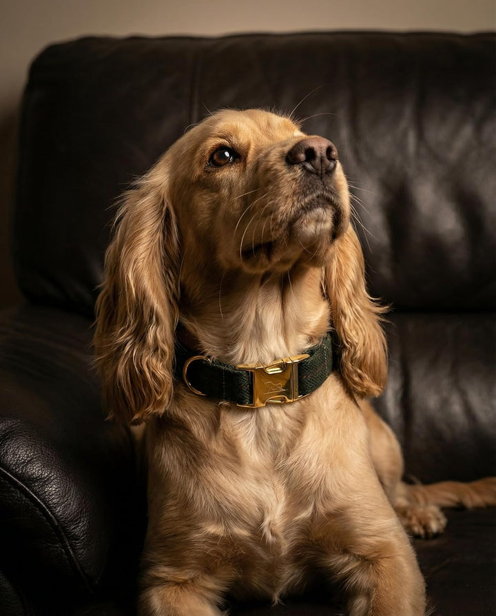 Oxford Hundehalsband Set mit Leine & Beutelspender | British Tweed Grün | verstellbar, Hundeleine 2m