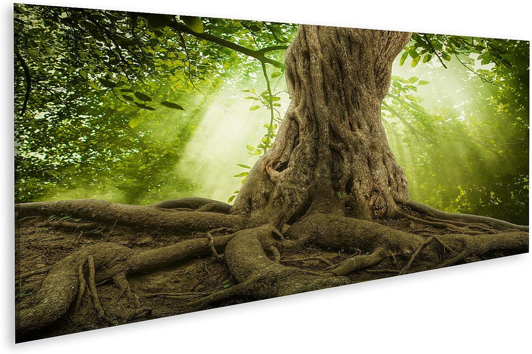 islandburner Bild auf Leinwand Grosse Baumwurzeln Und Sonnenstrahlen Im Grünen Wald Bilder Wandbilde