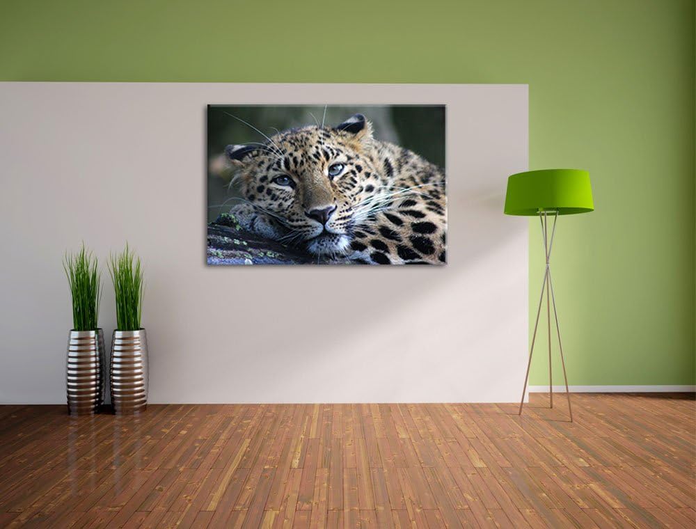 Pixxprint ruhender Leopard auf Leinwand, XXL riesige Bilder fertig gerahmt mit Keilrahmen, Kunstdruc