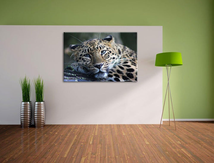 Pixxprint ruhender Leopard auf Leinwand, XXL riesige Bilder fertig gerahmt mit Keilrahmen, Kunstdruc