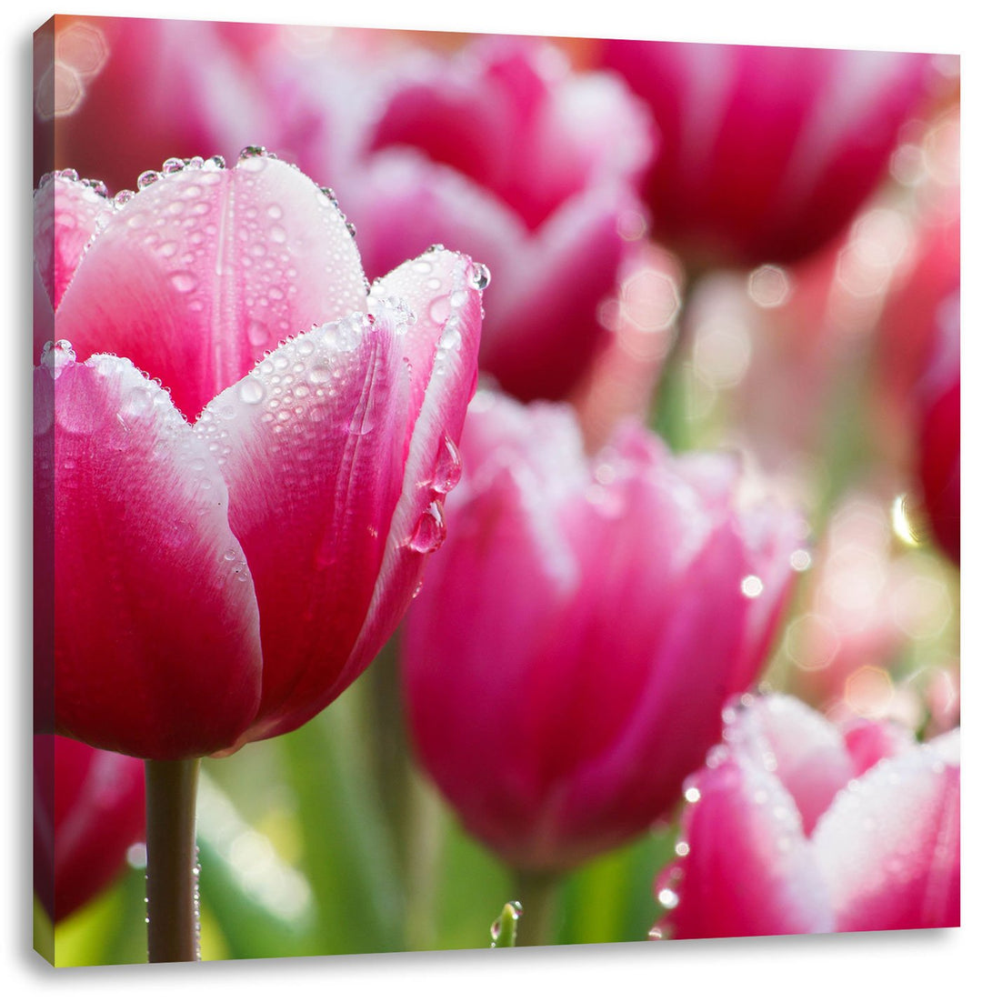 Pinke Tulpen mit Morgentau, Format: 70x70 auf Leinwand, XXL riesige Bilder fertig gerahmt mit Keilra