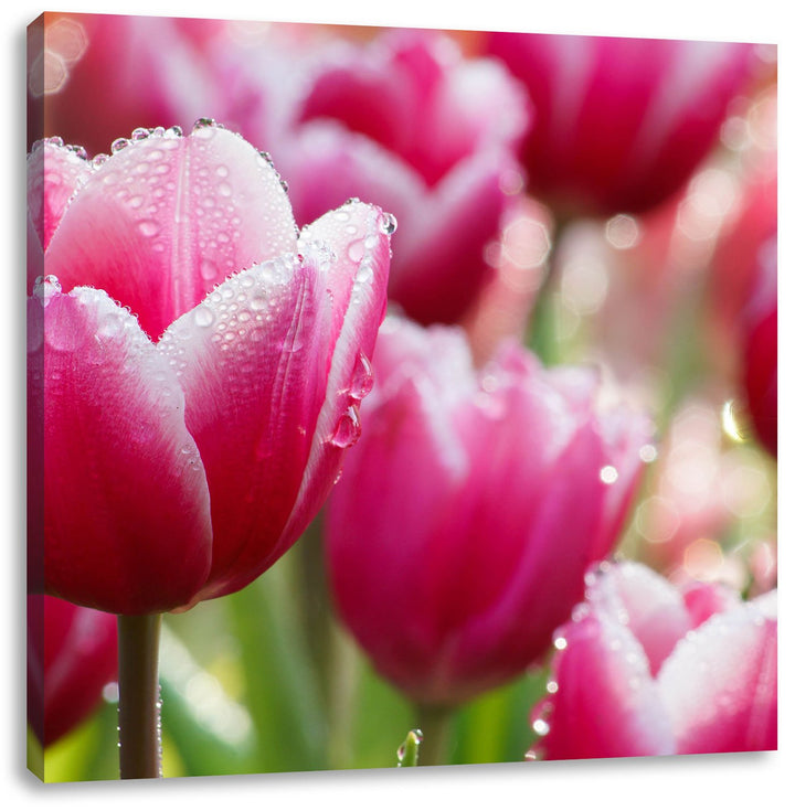 Pinke Tulpen mit Morgentau, Format: 70x70 auf Leinwand, XXL riesige Bilder fertig gerahmt mit Keilra