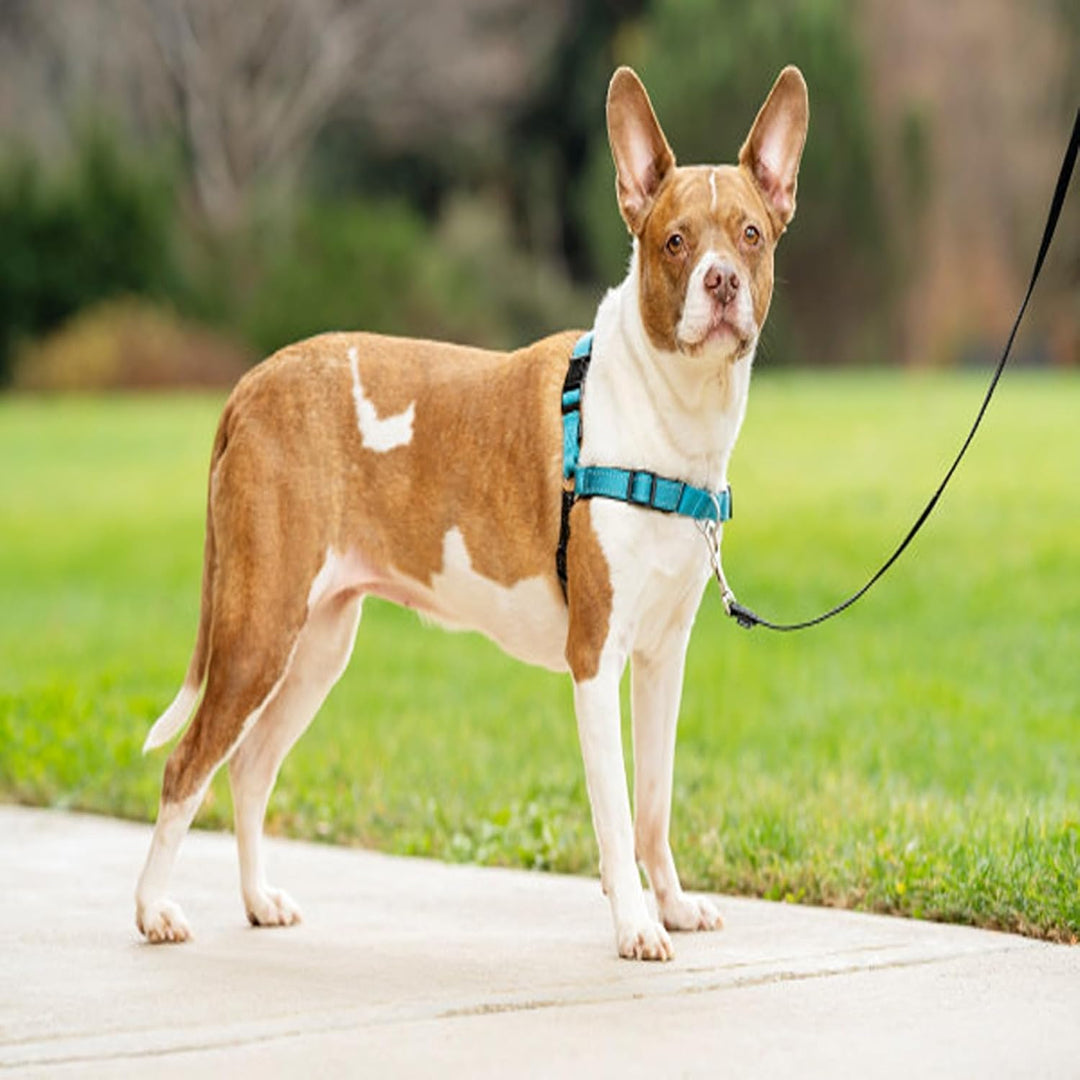 PetSafe Easy Walk Deluxe Geschirr, Gehgeschirr ohne Zug für Hunde, gepolstertes Design, inkl. 1,8 m