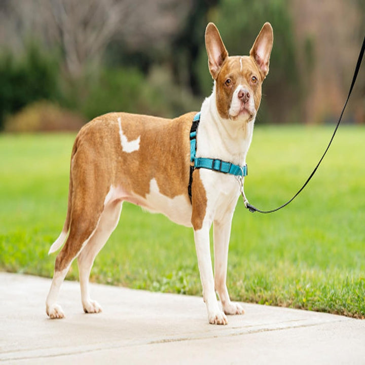 PetSafe Easy Walk Deluxe Geschirr, Gehgeschirr ohne Zug für Hunde, gepolstertes Design, inkl. 1,8 m